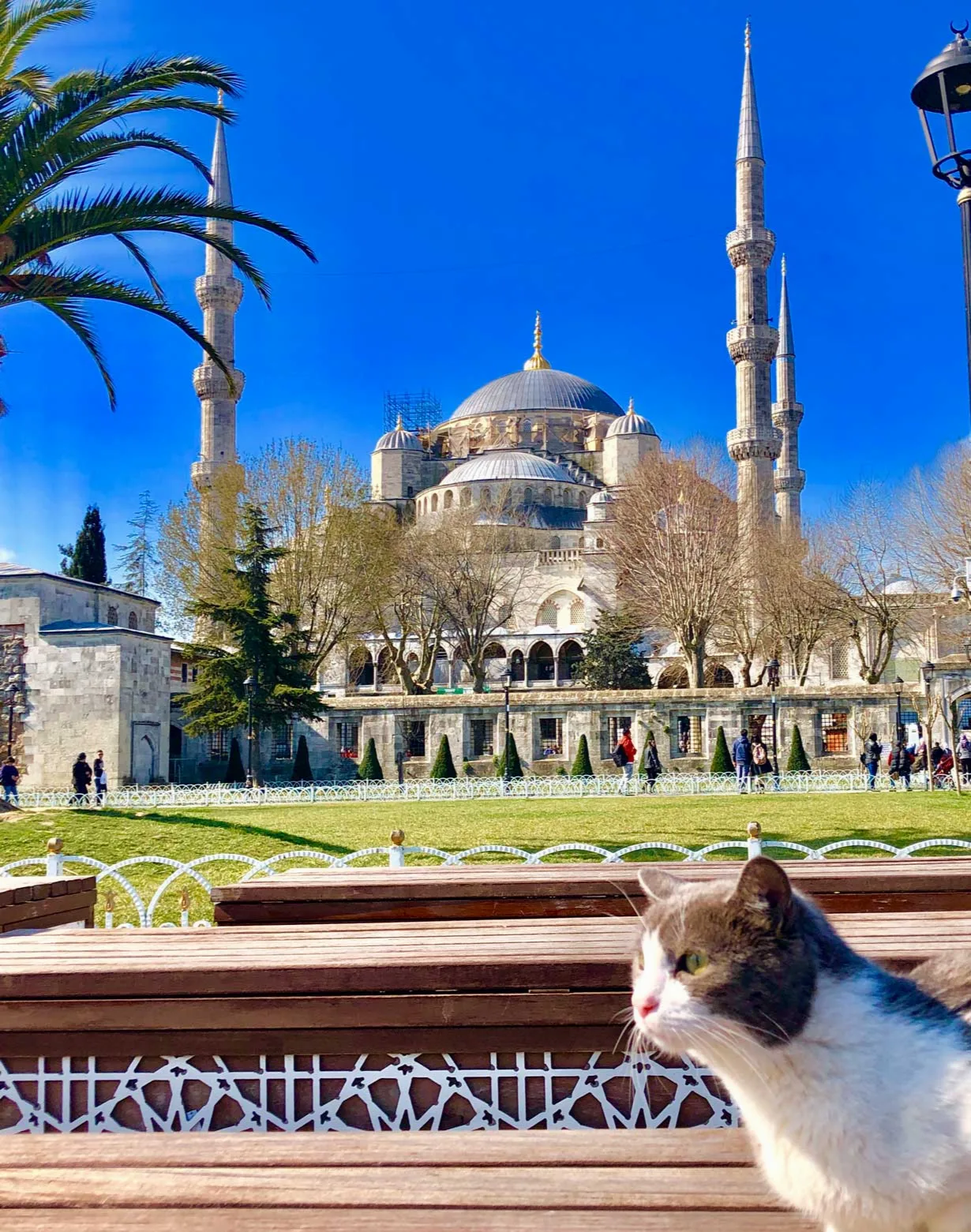Mezquita Azul vista desde el jardín, con un gato en primer plano.